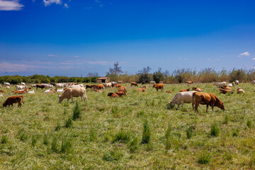Herd of cows grazing in a meadow on the east island of Sicily