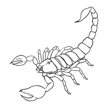 Scorpion Outline art ,good for graphic resources, printable art, suitable for design resources, logo, template designs, and more. 