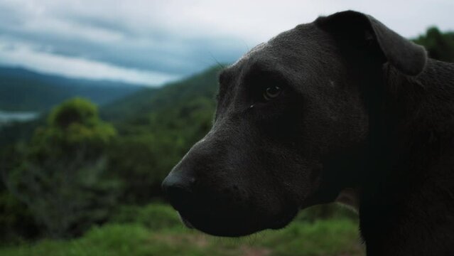 Close-up slow motion shot of a grey dog watching the sunset with a panoramic view of the Pacific Ocean in Golfito, Costa Rica.