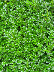 Close-up of green leaves wall. Boxwood bush texture. Top view of Buxus Sempervirens. Green natural background for any theme.