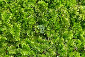 Green forest moss background, moss texture.