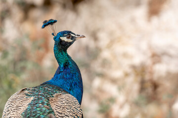 Obraz premium beautiful male peacock bird close up head shots on Lokrum island
