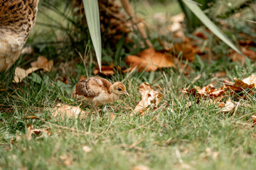 Baby chick peacock copy it's mother washing her feathers