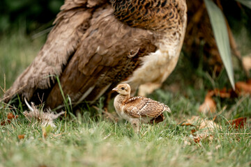 Baby chick peacock copy it's mother washing her feathers