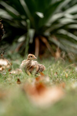 baby peacock on Lokrum island near Dubrovnik cute birds