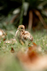 baby peacock on Lokrum island near Dubrovnik cute birds