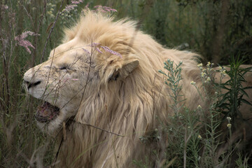 Naklejka premium portrait of a white lion