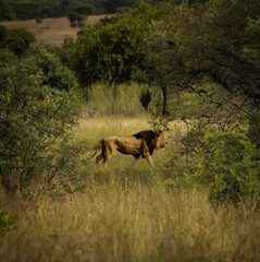 lion in the savannah