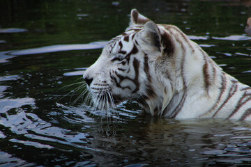 white tiger in water
