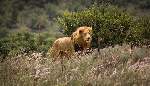 Lion in the wind