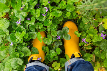 Yellow slip on gumboots standing in spring violets in garden