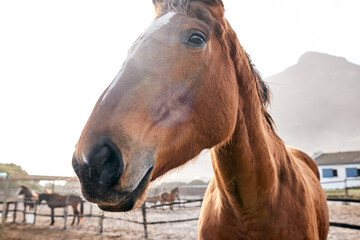 Horse, closeup and portrait outdoor on farm, countryside or nature in summer with animal in...