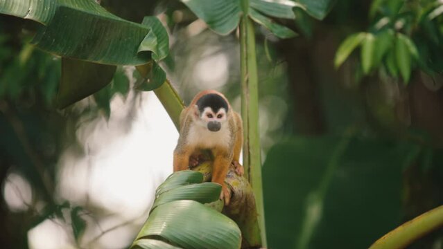 Close-up slow motion shot of squirrel monkeys playing and moving around in the trees in Costa Rica.	
