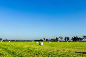 Plastic wrapped hay bale in paddock on sunlit morning - silage bales