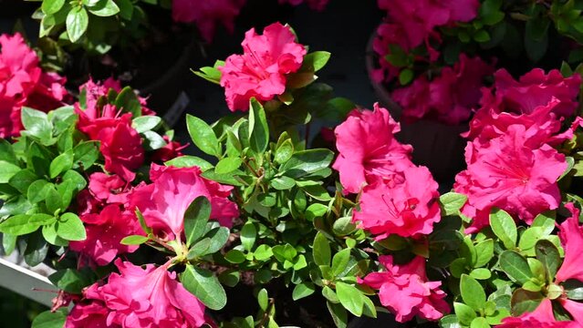 Pink Rhododendron simsii Planch flowers(Indian Azale or Sims's Azalea)