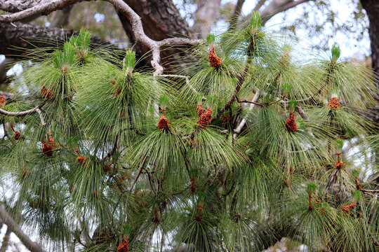 A large branch of a Pinus devoniana  or Michoacan pine tree