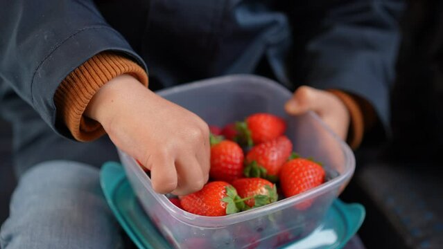 Child snacking berries while holding plastic container on the go. Little boy hand picking blueberry in the midst of strawberries eating healthy fruit wearing scarf and jacket