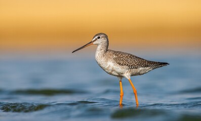 Spotted Redshank (Tringa erythropus) is a bird that lives in wetlands in Asia, Africa, Europe and the Americas. It feeds on aquatic invertebrates.