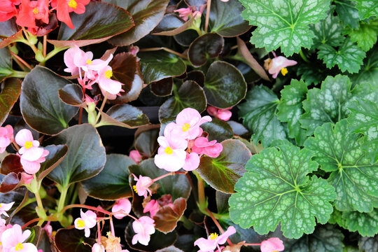 Begonia cucullata, also known as clubbed begonia and foliage from Longflower alumroot