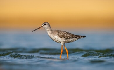 Spotted Redshank (Tringa erythropus) is a bird that lives in wetlands in Asia, Africa, Europe and the Americas. It feeds on aquatic invertebrates.