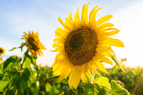 Helianthus flower with bright yellow petals