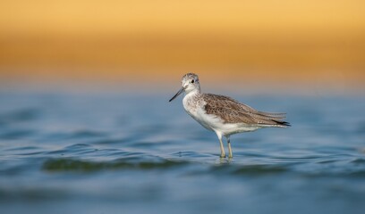 Common Greenshank (Tringa nebularia) is a wetland bird that lives in Africa, Europe and Asia. It usually feeds on fresh water.
