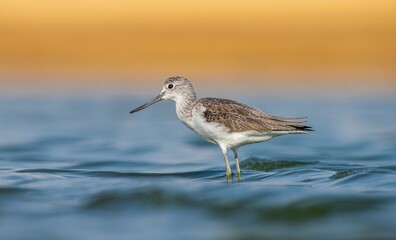Common Greenshank (Tringa nebularia) is a wetland bird that lives in Africa, Europe and Asia. It usually feeds on fresh water.