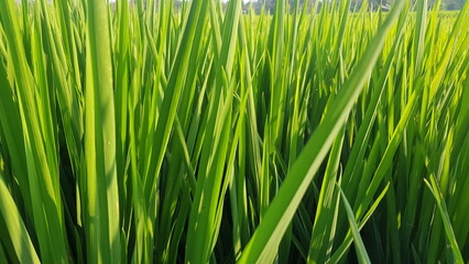 footage of green rice plants