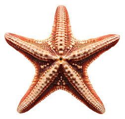 Five branches starfish seen from top, isolated