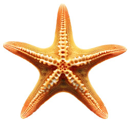 Five branches starfish seen from top, isolated