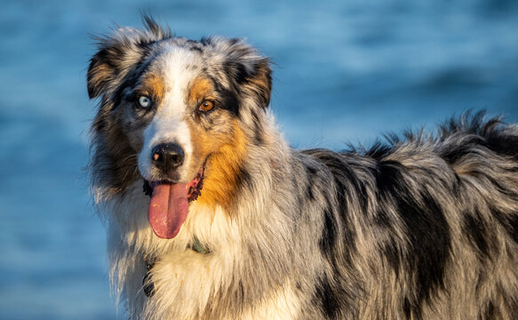 Australian shepherd dog at the beach