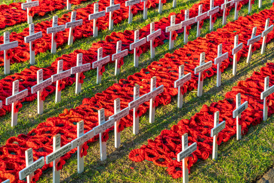 Low angled view of rows of crocheted red poppies and white crosses on a patch of green grass