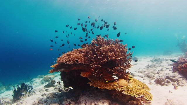Coral reef in Indonesia. Camera moves forward and glides underwater near the vivid coral reef in the Komodo National Park in Indonesia