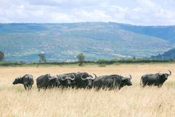 Obraz premium Akagera national park