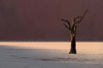 Deadvlei trees in Namibia
