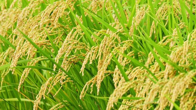 Landscape of rice paddies with rice paddies swaying in the wind