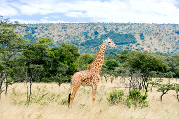 Obraz premium Akagera national park