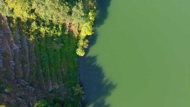 Top View Forest And Terraced Vineyards In Minho River Near Belesar, Lugo, Galicia, Spain. Aerial Shot