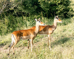 Akagera national park