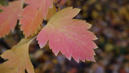 Hawthorn leaf is red with a reddish tinge. Autumn landscape. Yellowed leaf. Leaf with serrated edges.