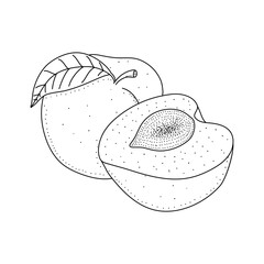 Peach vector illustrations in hand drawn doodle style isolated on white background