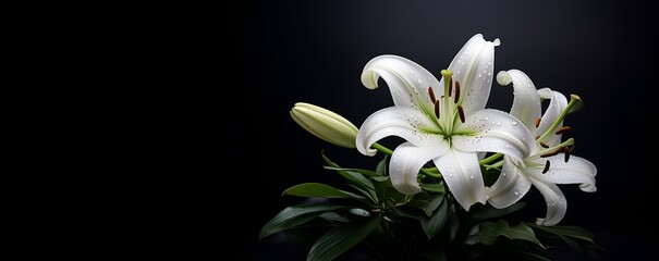 Fototapeta na wymiar beautiful lily flower blank space, ai generative