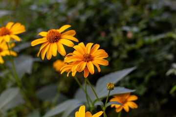 Heliopsis helianthoides on an autumn street in Kharkov