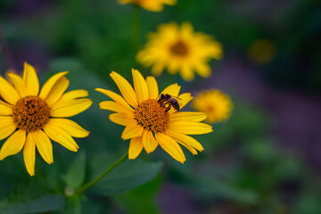 Heliopsis helianthoides on an autumn street in Kharkov