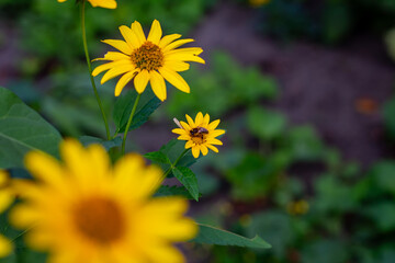 Heliopsis helianthoides on an autumn street in Kharkov