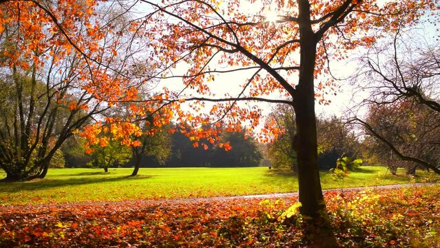 Beautiful autumn landscape, trees, sunlight. Calm scene. Sunny day, season, fall, trunk, red, reds, leaf, tree, field, grass, park, dry, dawn, early, bright, nature, sun, motion, hd. ProRes 422 HQ.
