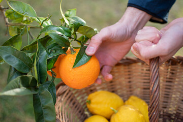 Man's hands picking lemons and oranges in a wicker basket