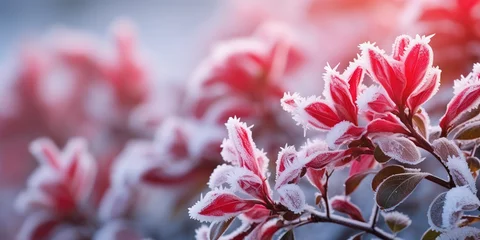 Fototapeten Frozen azalea with red leaves © Zaleman