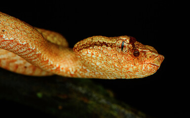 close up of a snake (Malabar pit viper)