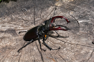 A large black stag beetle sits on a felled tree.